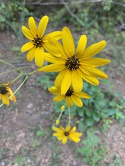 Helianthus atrorubens