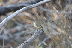 Acanthiza chrysorrhoa