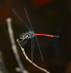 Agrionoptera insignis