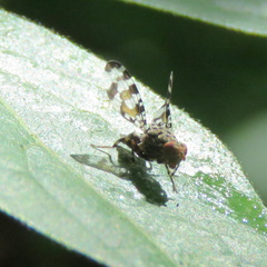Pseudotephritis