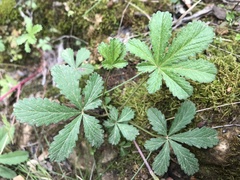 Potentilla reptans