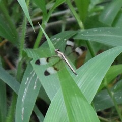 Neurothemis tullia