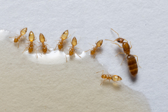 Plagiolepis alluaudi