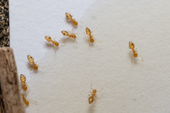 Plagiolepis alluaudi