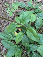 Helianthus atrorubens