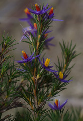 Calectasia narragara