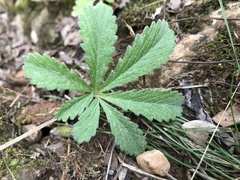 Potentilla reptans