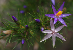 Calectasia narragara
