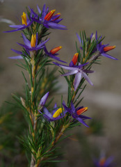 Calectasia narragara
