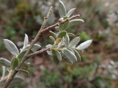 Salix repens argentea