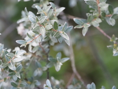 Salix repens argentea