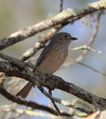 Pachycephala rufiventris