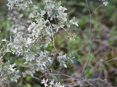 Salix repens argentea
