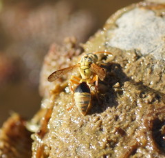 Ropalidia romandi