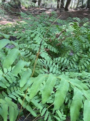 Osmunda spectabilis