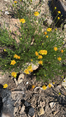 Thymophylla tenuiloba