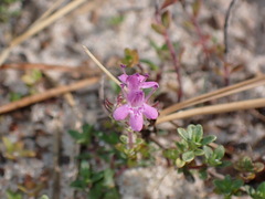 Thymus serpyllum