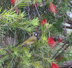 Nesoptilotis leucotis