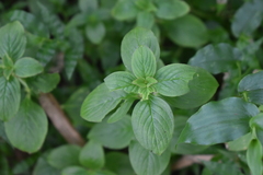 Spermacoce latifolia