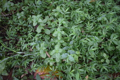 Spermacoce latifolia