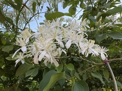Clematis