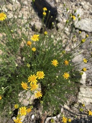 Thymophylla tenuiloba