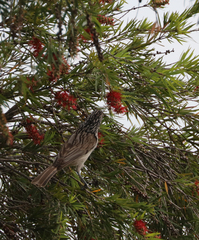 Plectorhyncha lanceolata