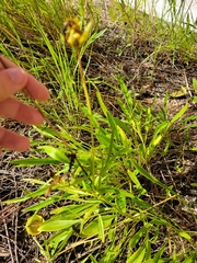 Coreopsis lanceolata
