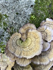 Trametes betulina