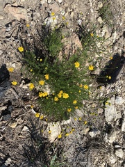 Thymophylla tenuiloba