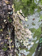 Trametes betulina
