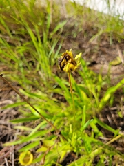 Coreopsis lanceolata