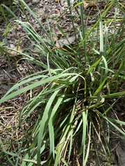 Carex scoparia