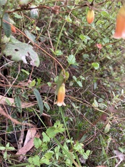 Marianthus bignoniaceus