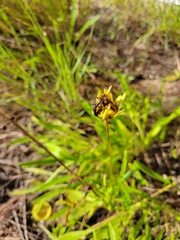 Coreopsis lanceolata