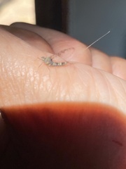 Callibaetis