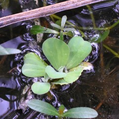 Pistia stratiotes