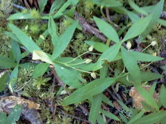 Moehringia macrophylla