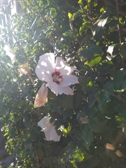 Hibiscus syriacus
