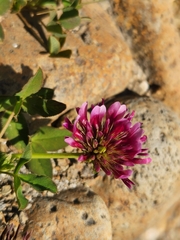Trifolium wormskioldii