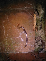 Geophilus carpophagus