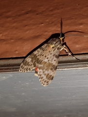 Lepidoptera