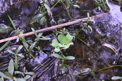 Pistia stratiotes
