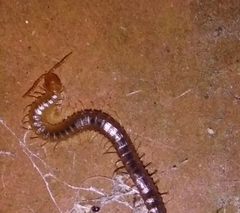 Geophilus carpophagus