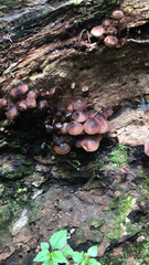 Mycena haematopus