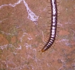 Geophilus carpophagus