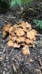 Desarmillaria caespitosa
