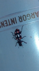 Eriopis connexa