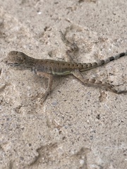 Callisaurus draconoides