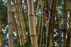 Bambusa vulgaris